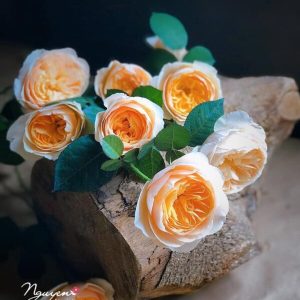 Hoa chúc mừng 2